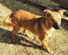 ZORA, Hund, Mischlingshund in Ungarn - Bild 2