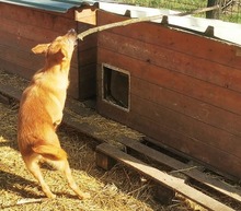 ZORA, Hund, Mischlingshund in Ungarn - Bild 3