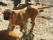 ZORA, Hund, Mischlingshund in Ungarn - Bild 5