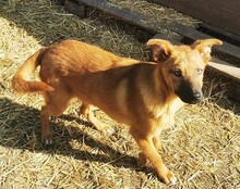 ZORA, Hund, Mischlingshund in Ungarn - Bild 6