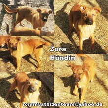 ZORA, Hund, Mischlingshund in Ungarn - Bild 7