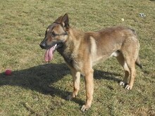 MARS, Hund, Mischlingshund in Slowakische Republik - Bild 1