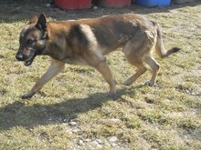 MARS, Hund, Mischlingshund in Slowakische Republik - Bild 11