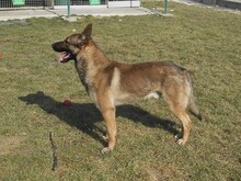 MARS, Hund, Mischlingshund in Slowakische Republik - Bild 3