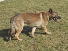 MARS, Hund, Mischlingshund in Slowakische Republik - Bild 4