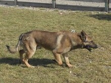 MARS, Hund, Mischlingshund in Slowakische Republik - Bild 7