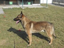 MARS, Hund, Mischlingshund in Slowakische Republik - Bild 8