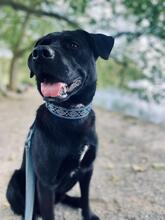 BLACKY, Hund, Mischlingshund in Käshofen - Bild 3