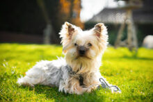 LAURI, Hund, Yorkshire Terrier in Lauf - Bild 2