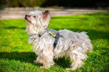 LAURI, Hund, Yorkshire Terrier in Lauf - Bild 3