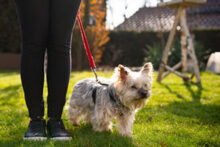 LAURI, Hund, Yorkshire Terrier in Lauf - Bild 4