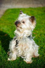 LAURI, Hund, Yorkshire Terrier in Lauf - Bild 5