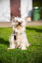LAURI, Hund, Yorkshire Terrier in Lauf - Bild 6