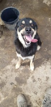 NERO, Hund, Mischlingshund in Rumänien - Bild 1