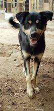 NERO, Hund, Mischlingshund in Rumänien - Bild 10