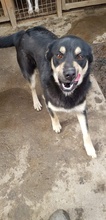NERO, Hund, Mischlingshund in Rumänien - Bild 2