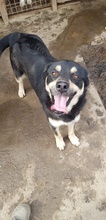 NERO, Hund, Mischlingshund in Rumänien - Bild 3