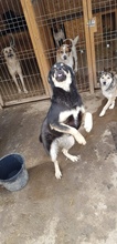NERO, Hund, Mischlingshund in Rumänien - Bild 4