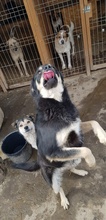 NERO, Hund, Mischlingshund in Rumänien - Bild 5