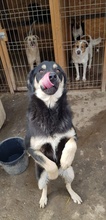 NERO, Hund, Mischlingshund in Rumänien - Bild 6