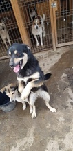 NERO, Hund, Mischlingshund in Rumänien - Bild 7
