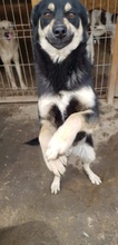 NERO, Hund, Mischlingshund in Rumänien - Bild 8