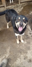 NERO, Hund, Mischlingshund in Rumänien - Bild 9