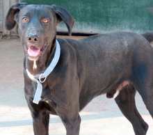 TIKO, Hund, Mischlingshund in Zypern - Bild 2