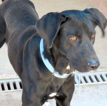 TIKO, Hund, Mischlingshund in Zypern - Bild 3