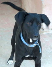 TIKO, Hund, Mischlingshund in Zypern - Bild 4