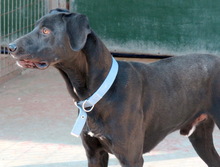 TIKO, Hund, Mischlingshund in Zypern - Bild 5