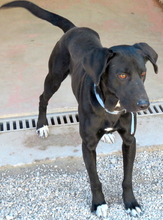 TIKO, Hund, Mischlingshund in Zypern - Bild 6