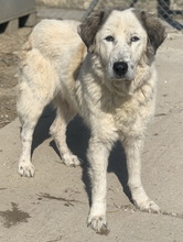 GIDEON, Hund, Mischlingshund in Griechenland - Bild 6