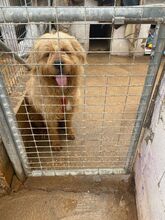 ROCKY, Hund, Mischlingshund in Spanien - Bild 2