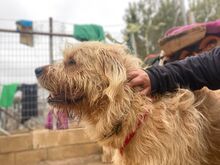 ROCKY, Hund, Mischlingshund in Spanien - Bild 4