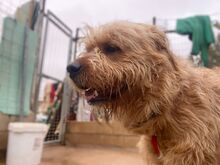 ROCKY, Hund, Mischlingshund in Spanien - Bild 5