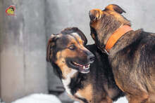 MANDY, Hund, Mischlingshund in Slowakische Republik - Bild 10