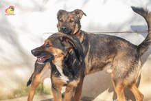 MANDY, Hund, Mischlingshund in Slowakische Republik - Bild 11