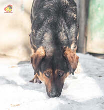 MANDY, Hund, Mischlingshund in Slowakische Republik - Bild 12