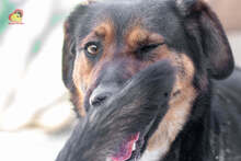 MANDY, Hund, Mischlingshund in Slowakische Republik - Bild 14