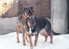 MANDY, Hund, Mischlingshund in Slowakische Republik - Bild 15