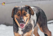 MANDY, Hund, Mischlingshund in Slowakische Republik - Bild 2