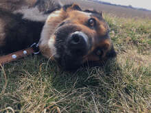MANDY, Hund, Mischlingshund in Slowakische Republik - Bild 20