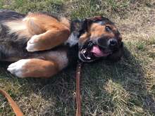 MANDY, Hund, Mischlingshund in Slowakische Republik - Bild 22