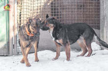 MANDY, Hund, Mischlingshund in Slowakische Republik - Bild 3