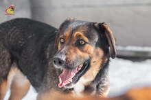 MANDY, Hund, Mischlingshund in Slowakische Republik - Bild 4