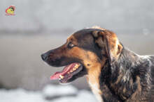 MANDY, Hund, Mischlingshund in Slowakische Republik - Bild 5