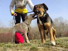 MANDY, Hund, Mischlingshund in Slowakische Republik - Bild 6