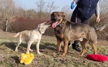 MANDY, Hund, Mischlingshund in Slowakische Republik - Bild 7