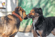 MANDY, Hund, Mischlingshund in Slowakische Republik - Bild 8